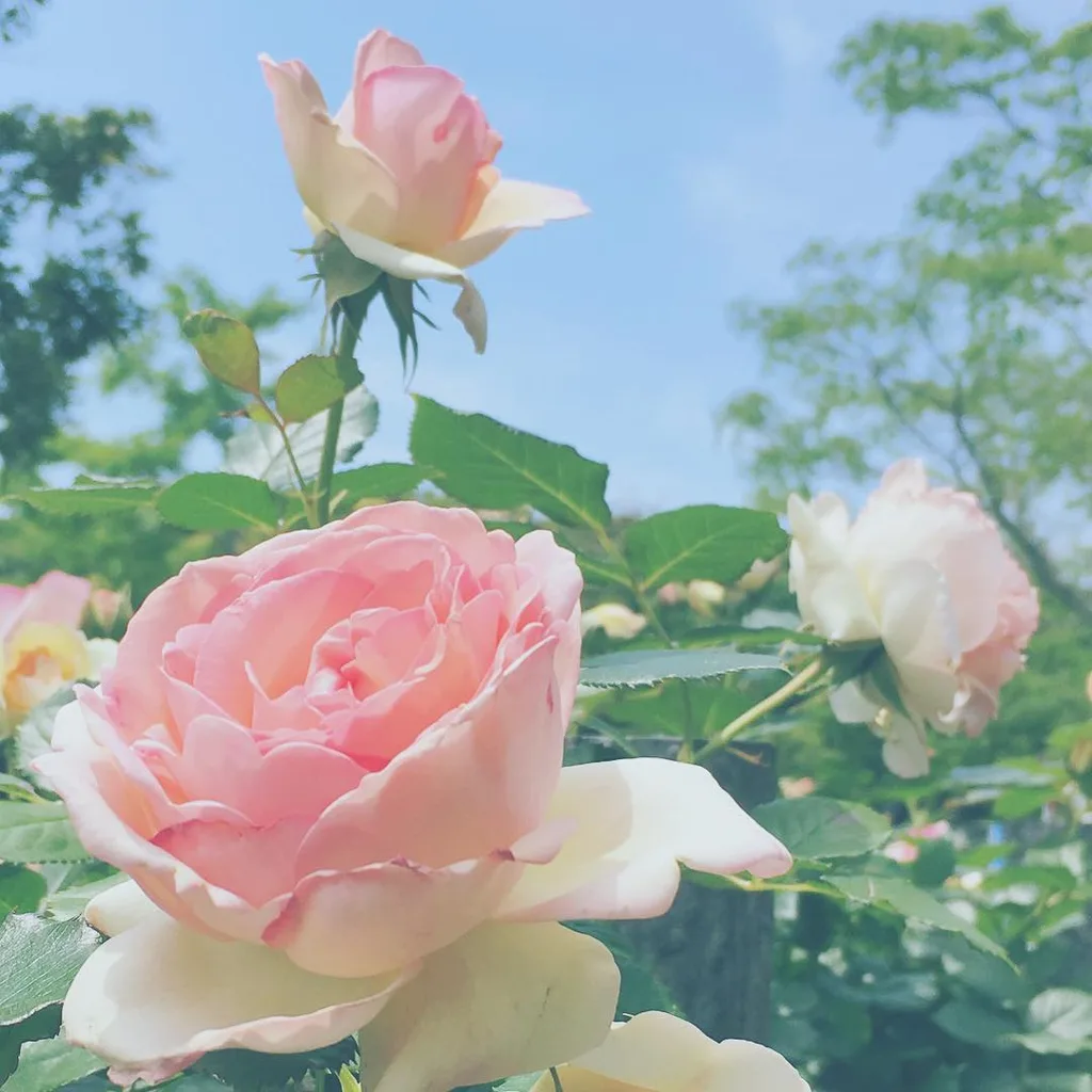 INSTAGRAMの公開投稿に掲載された画像 1／1